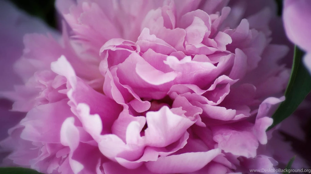 Mac iMac 27 Peony Wallpapers HD, Desktop Backgrounds 2560x1440