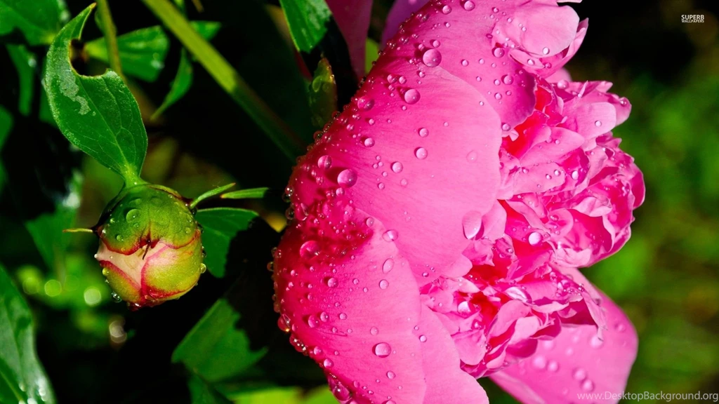 Peony Wallpapers Flower Wallpapers