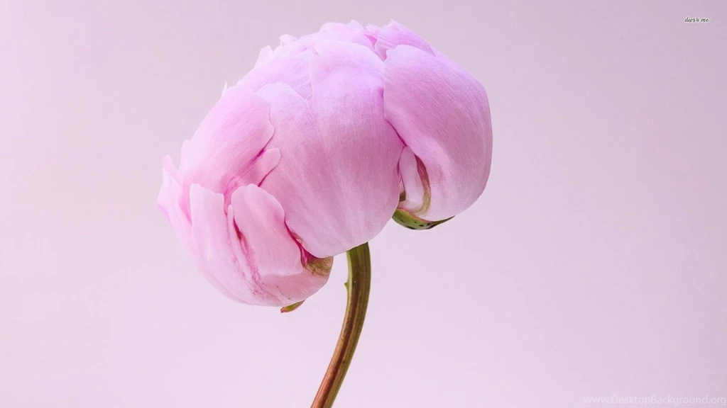 Pink Peony Wallpapers Flower Wallpapers