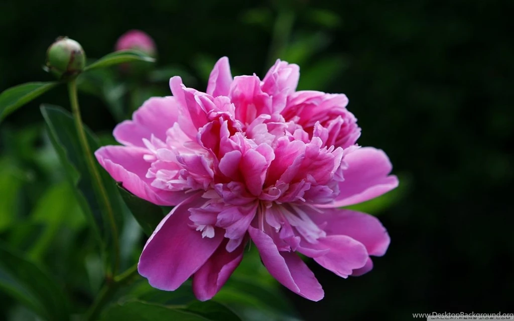 Peony HD Desktop Wallpapers : Widescreen : High Definition ...