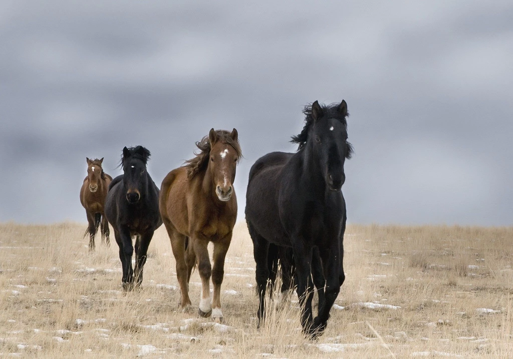 Horses Horses Horese Brown Black Nature Desktop Backgrounds ...
