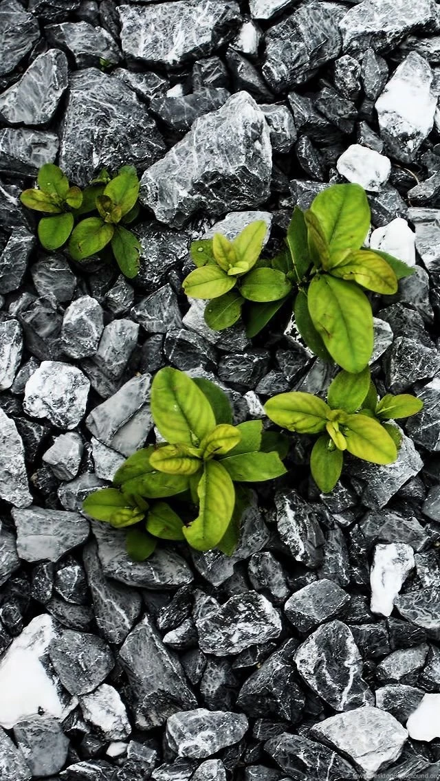 iPhone 5s Wallpapers