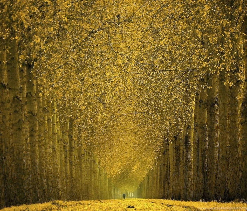 Wallpapers For Android Tablet X9C MYWALLPAPERWORLD.COM
