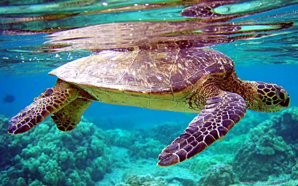Beautiful Live Wallpapers For Android Free Download Desktop Background
