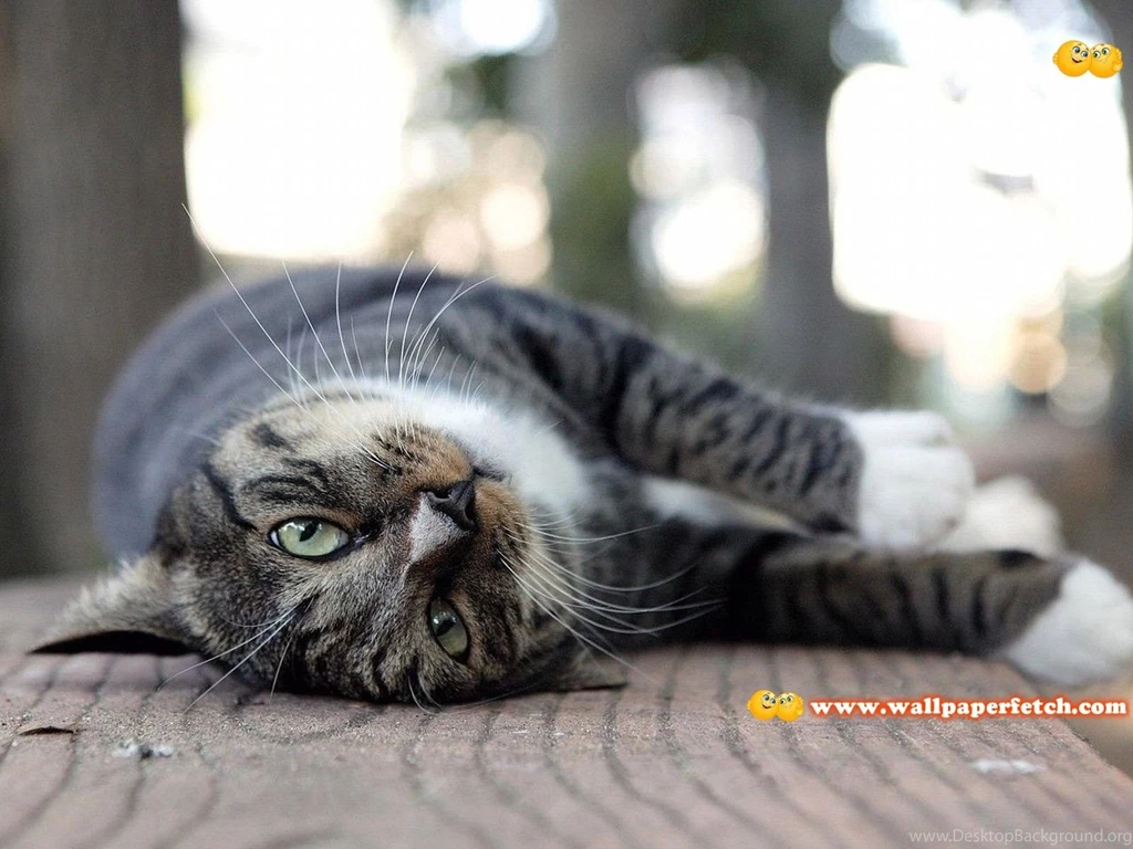 Trololo Blogg: Hd Wallpapers Package Download