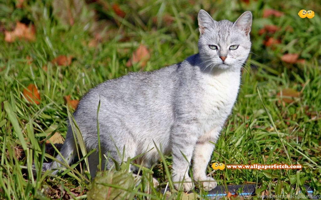 Trololo Blogg: Hd Wallpapers Package Download