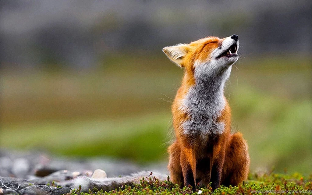 Scream Of The Red Fox 1680x1050 Wallpapers