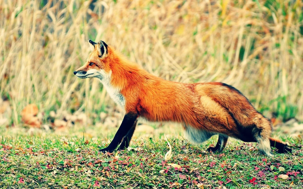 Red Fox Hunting 1920x1200 Full HD 16/10 Wallpapers