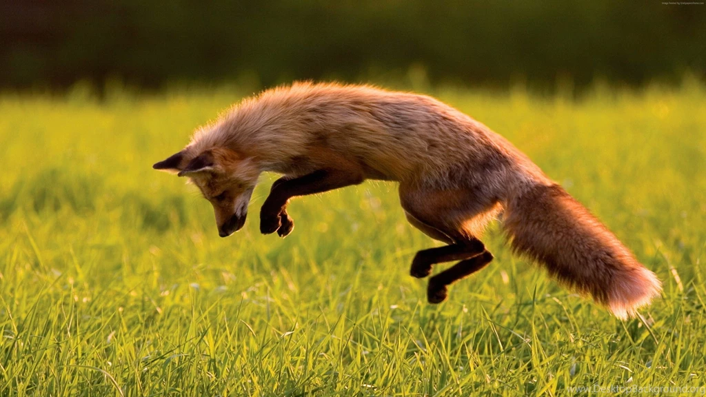 Red Fox Wallpaper, Animals / Wild: Red Fox, Green Grass, Jumping ...