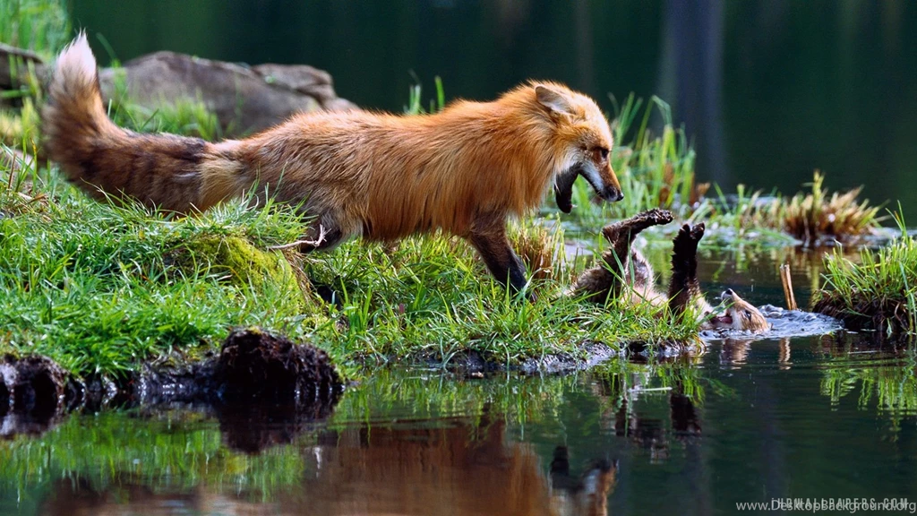 Red Fox Mother Play Fighting With Kit HD Wallpapers IHD Wallpapers