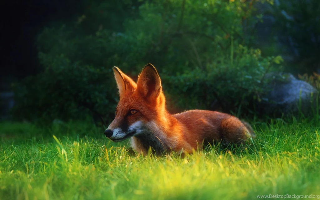 Red Fox, Wildlife, 1920x1200 HD Wallpapers And FREE Stock Photo