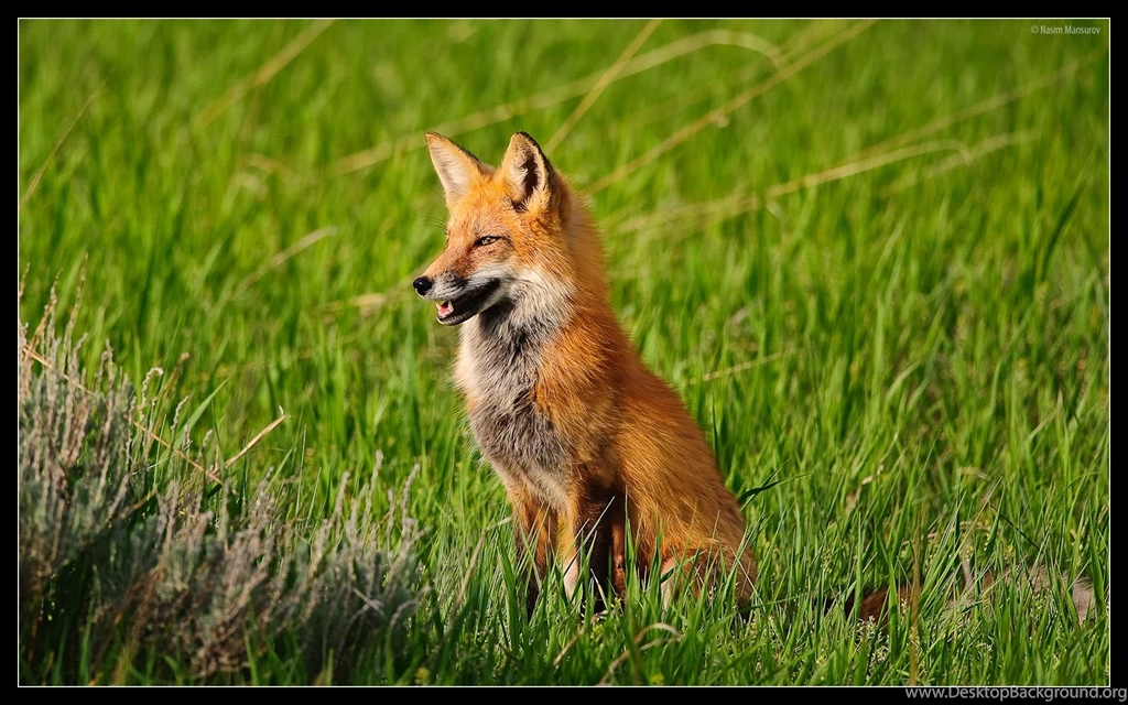 Red Fox Wallpapers 8022
