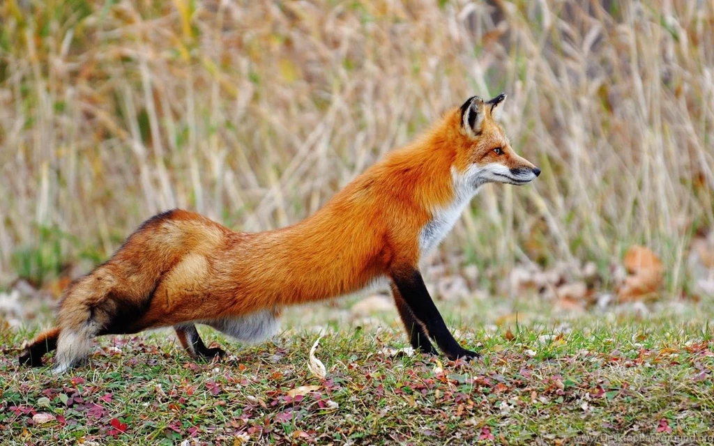 16 Animal Wallpapers Of A Beautiful Red Fox 213 :: Fox Animal Hd ...