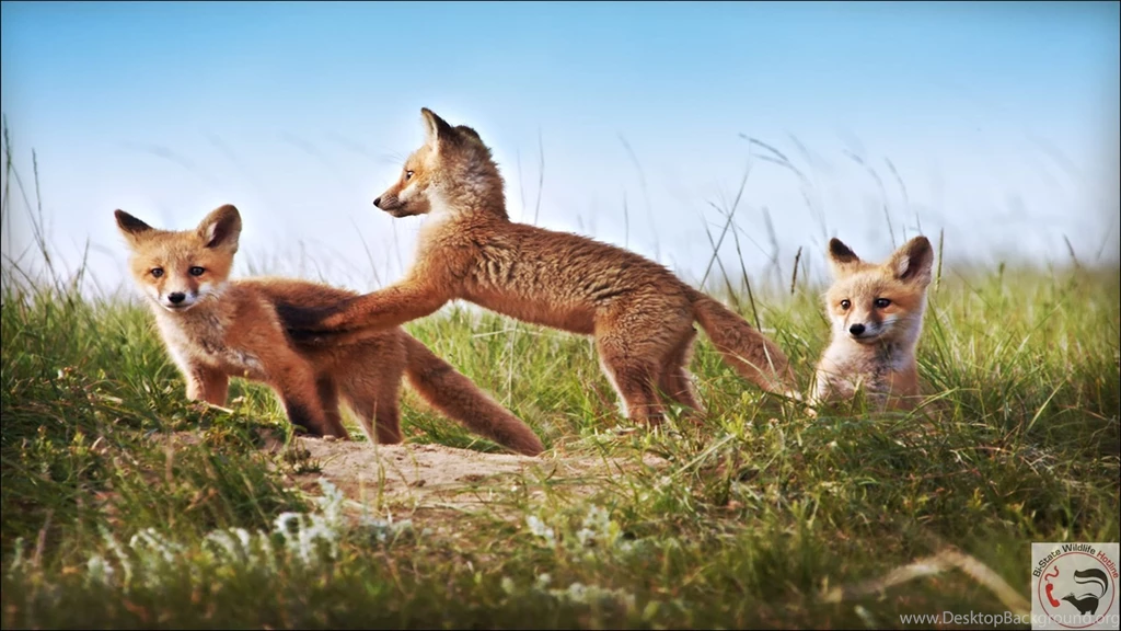 Missouri Wildlife Free Desktop Wallpapers