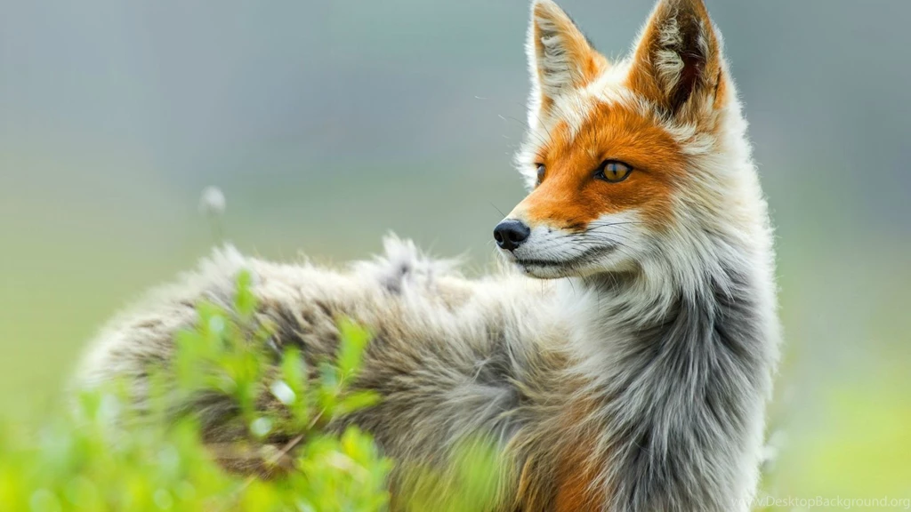 Red Fox In Chukotka, Russia — Photo By Ivan Kislov : Wallpapers