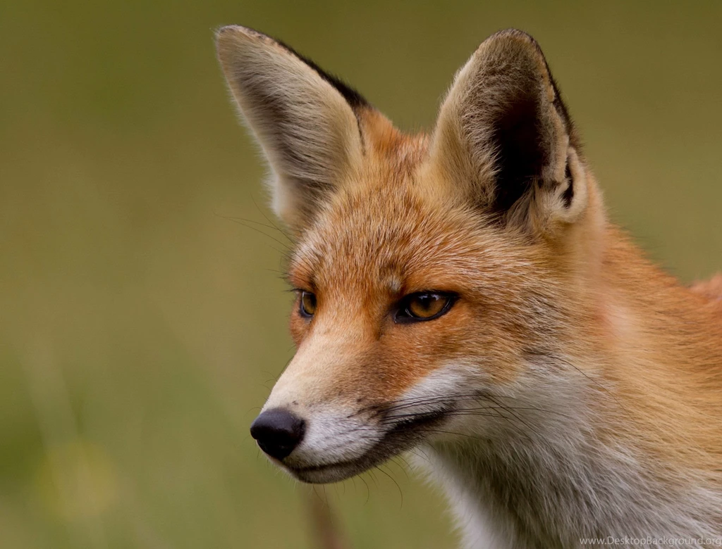 Sly Red Fox Wallpapers And Images Wallpapers, Pictures, Photos