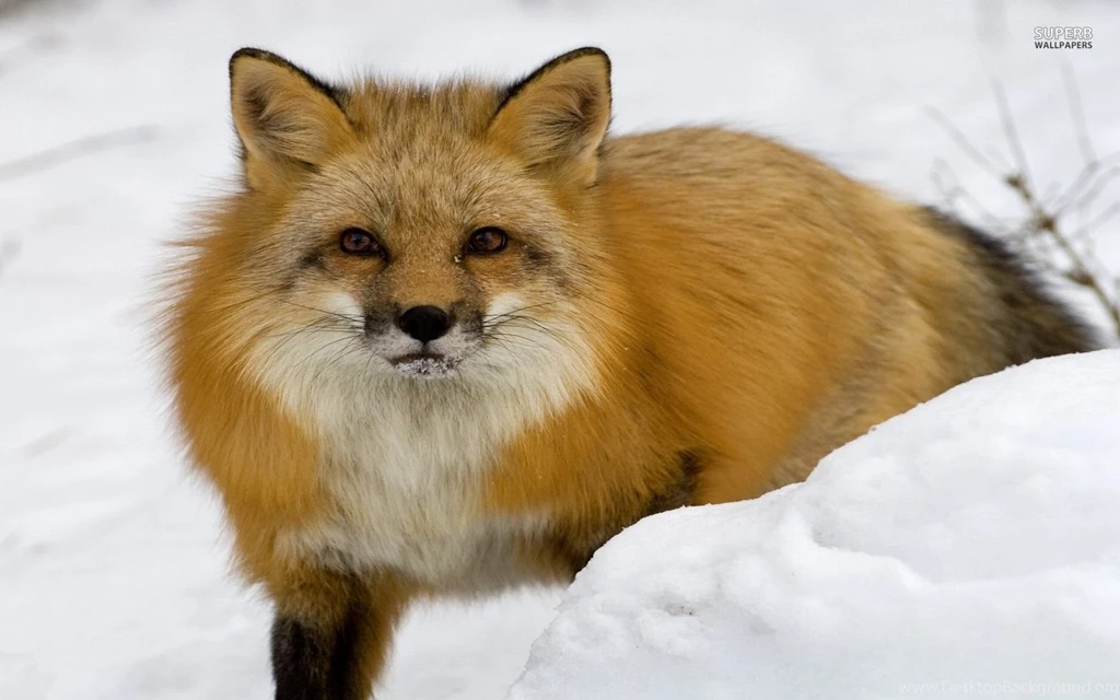 Red Fox In The Snow Wallpapers   Animal Wallpapers