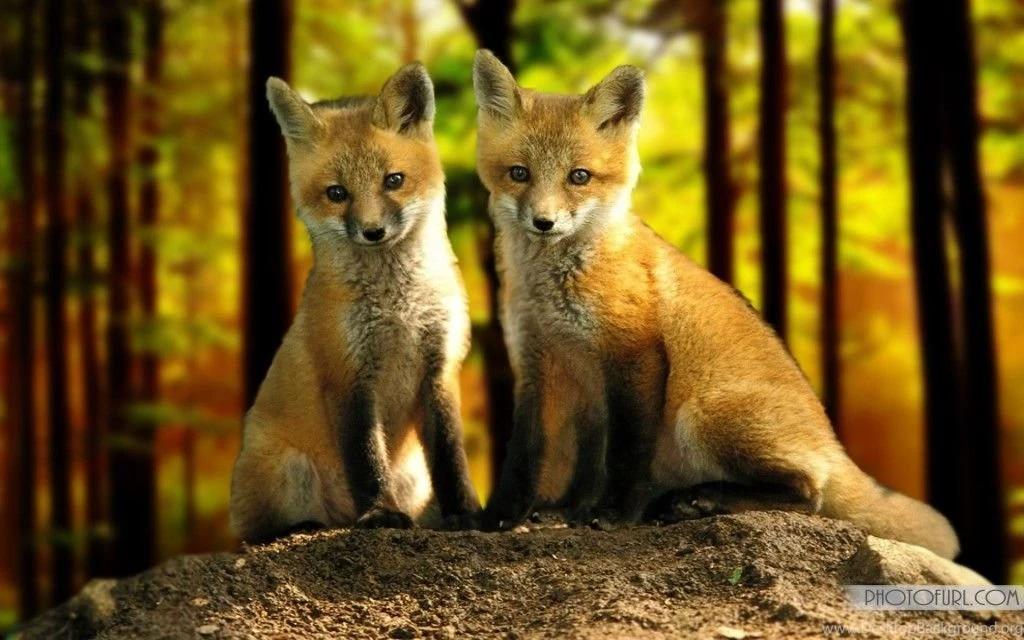 New Free Deer, Lion, Eagle, Owl, Horse And Rabbit Desktop ...