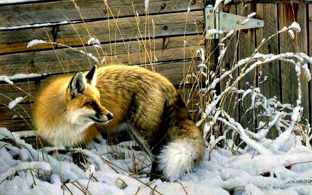 RED FOX IN WINTER WALLPAPER (