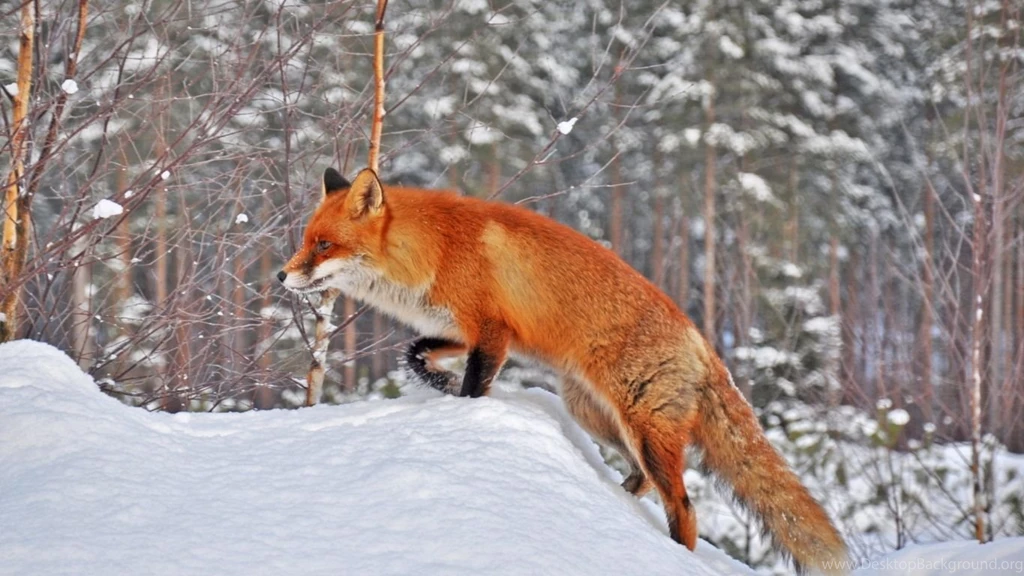 Other: Red Fox Predators Nature Sweet Wild Animals Cute Winter ...