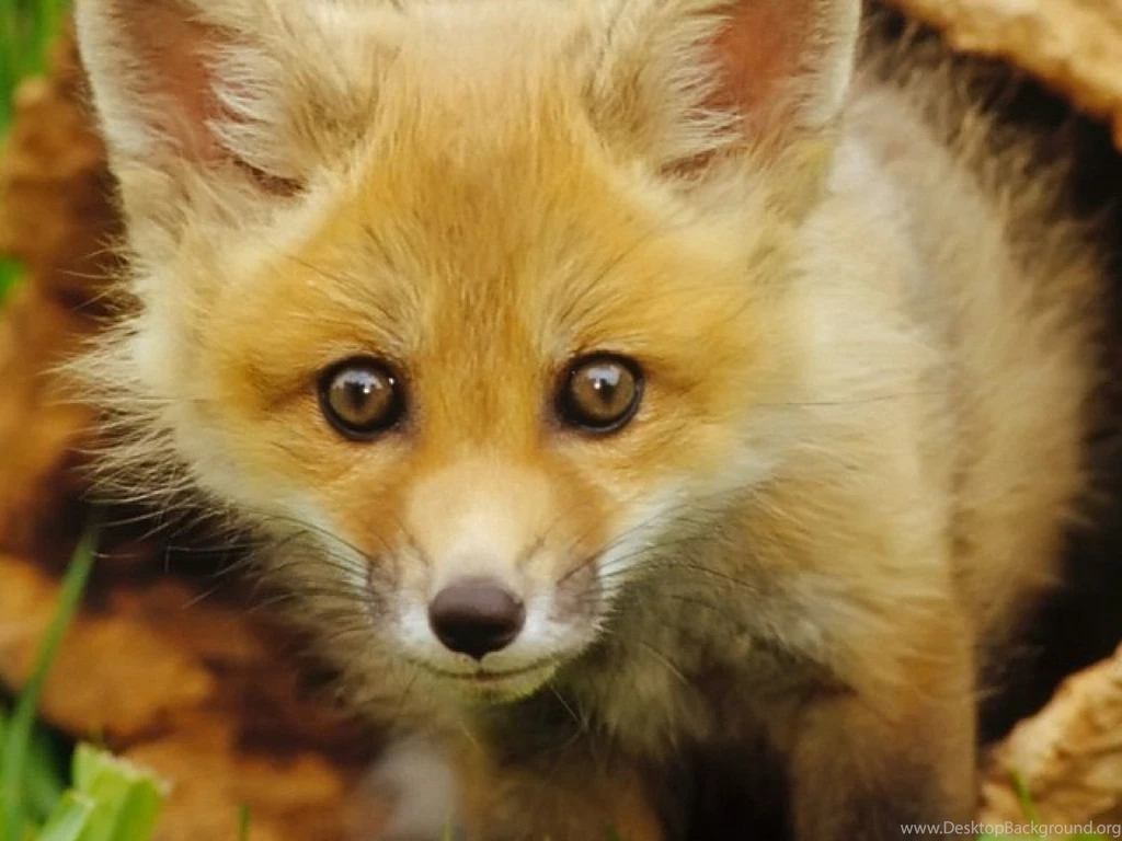 Canadian Animal~Red Fox Per. 3 By Yassmine E On Prezi