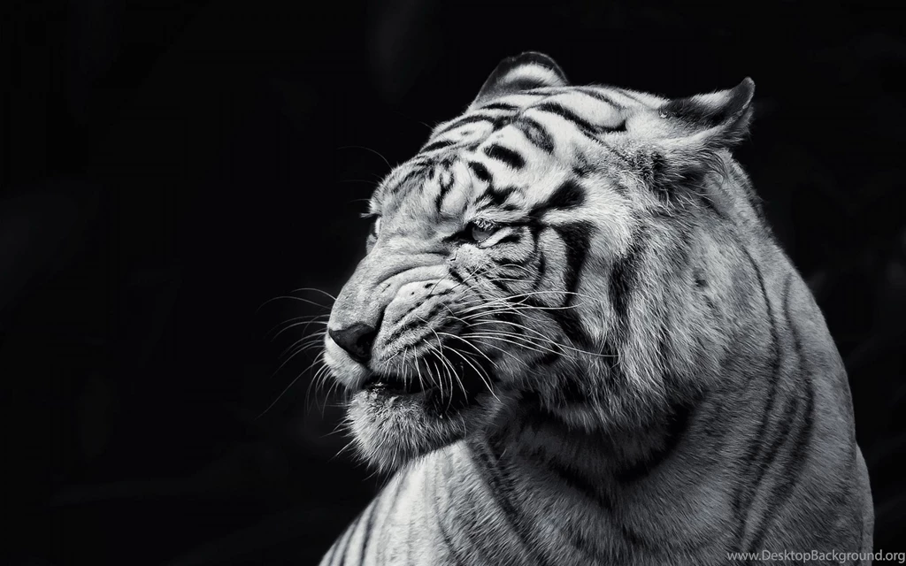 Lion angry pictures wallpaper.jpg