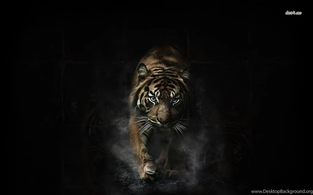 Angry Tiger Wallpapers   Animal Wallpapers