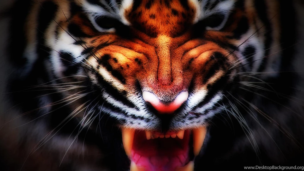 Wallpapers Angry Tiger 1920 X 1080 Animals Pets Puppies Awesome ...