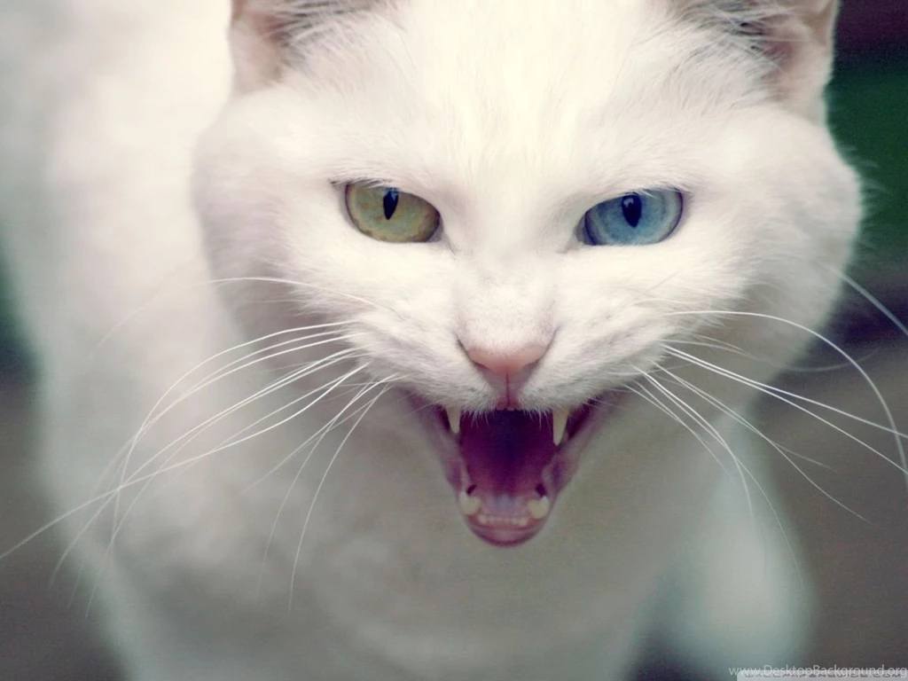 Angry Cat HD Desktop Wallpapers : Widescreen : High Definition