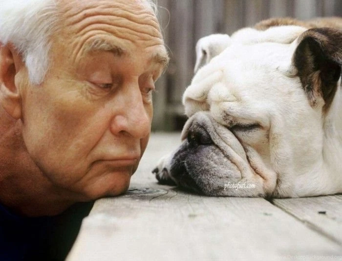 Latestfunnywallpapersfreedownloadx 1449945764l8cp4 700x535.jpg