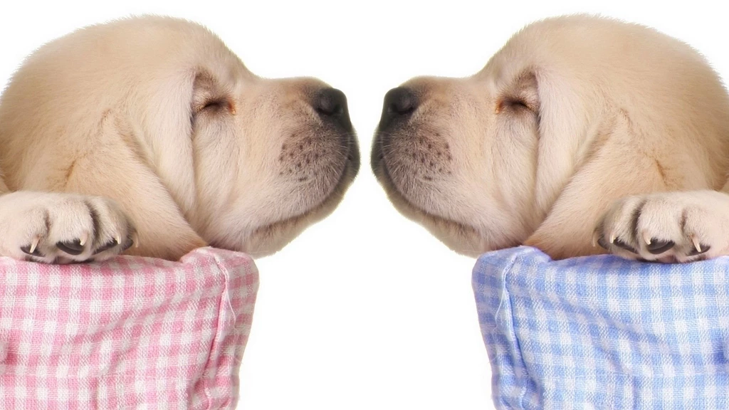 Sleeping Puppy HD Wallpaper, Sleeping Puppy Photos