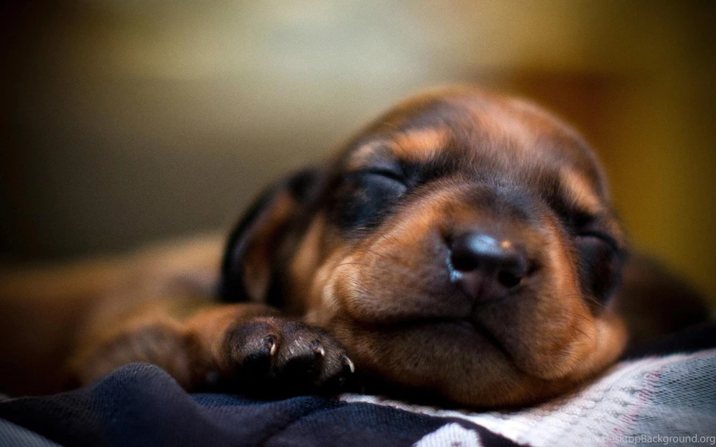 Sleeping Puppy HD Wallpaper, Sleeping Puppy Photos