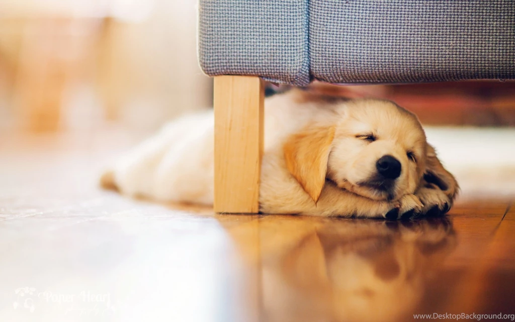 Cute Puppy Sleeping Under Chair HD Wallpapers