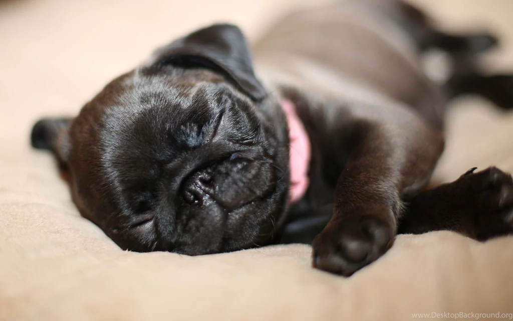Sleeping Puppy Wallpapers :: HD Wallpapers