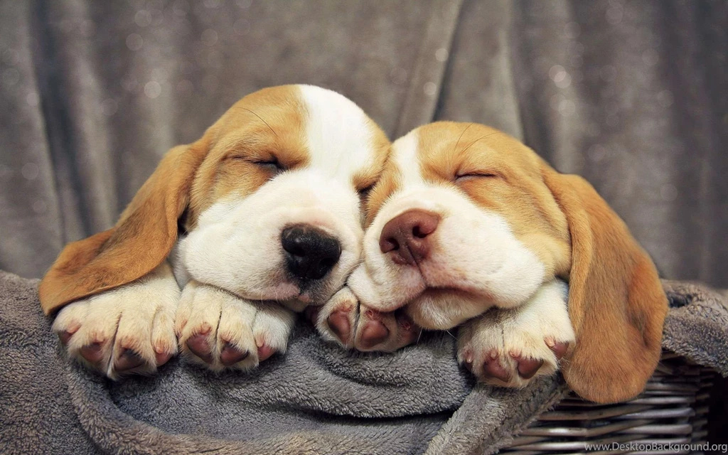 Basset Hound Sleeping Wallpaper.