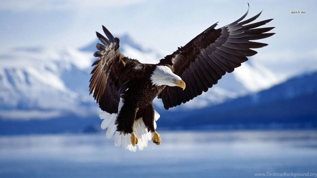 Hd bald eagles wallpaper.jpg
