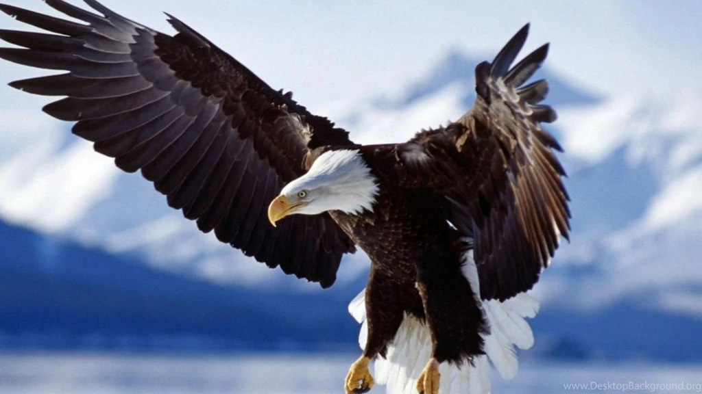 Golden Eagle Wallpapers