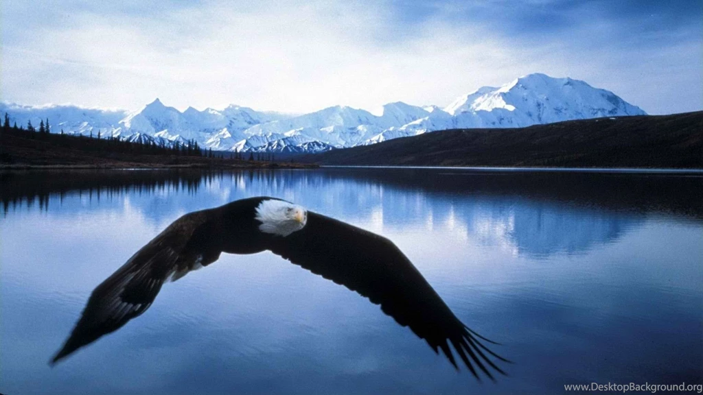 High Definition Eagle Wallpapers For Free Download