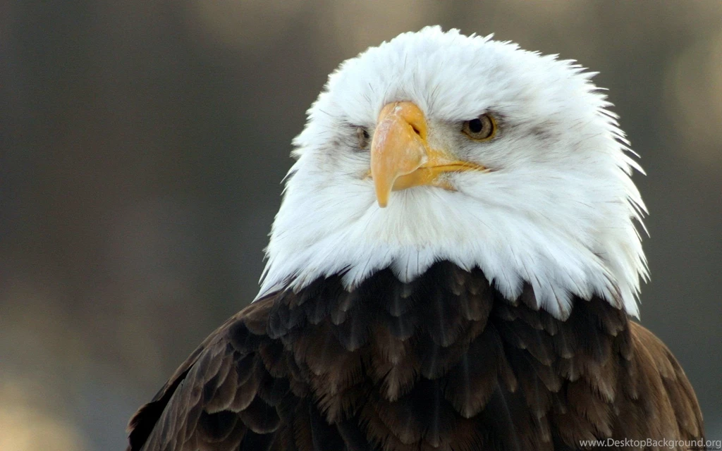 Bald Eagle Wallpapers