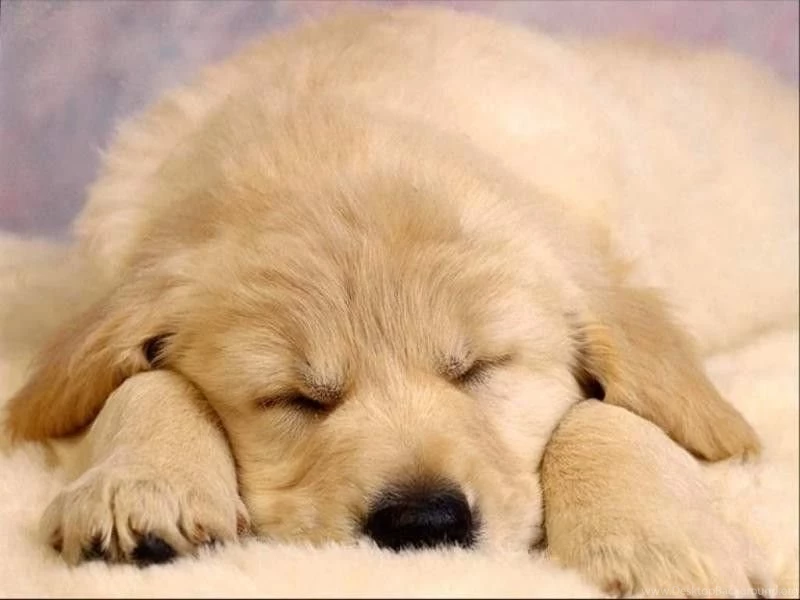 Dogs: Dreaming Sleeping Golden Wonderful Little Dog Sweet Tired ...