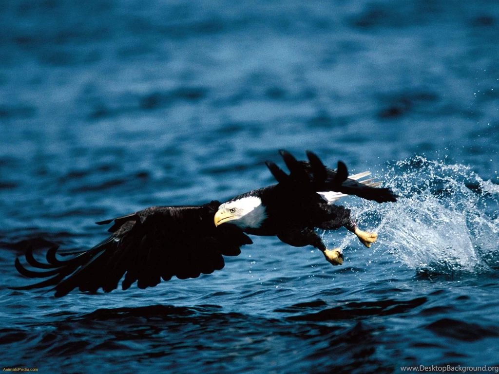 High Definition Eagle Wallpapers For Free Download