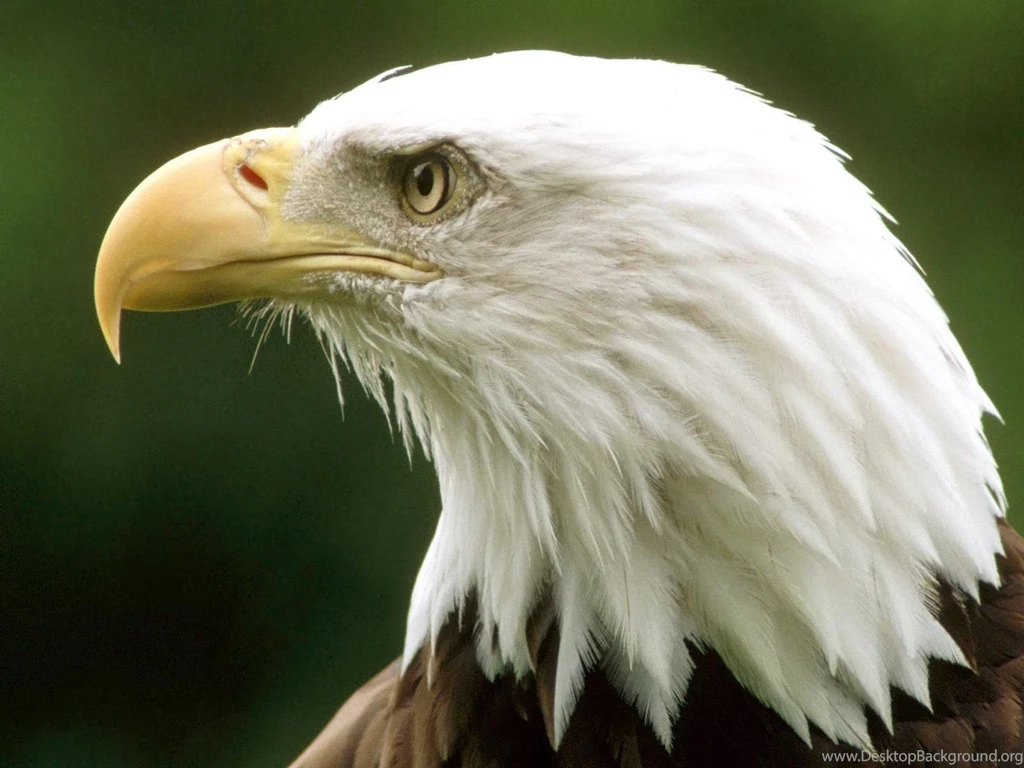 Bald eagle wallpaper hd download.jpg