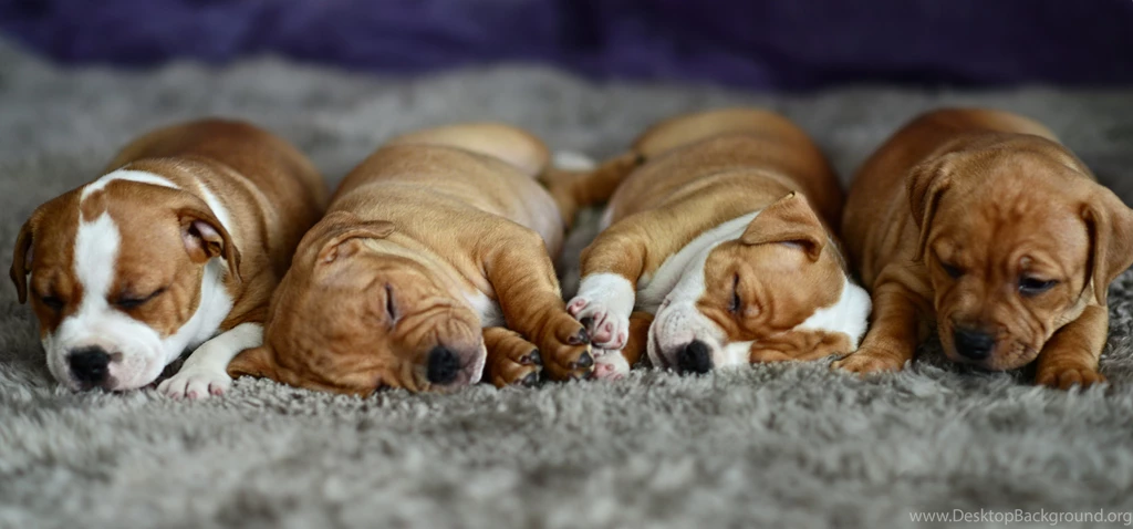 Cocker Spaniel Lay Sleeping Puppy Wallpapers