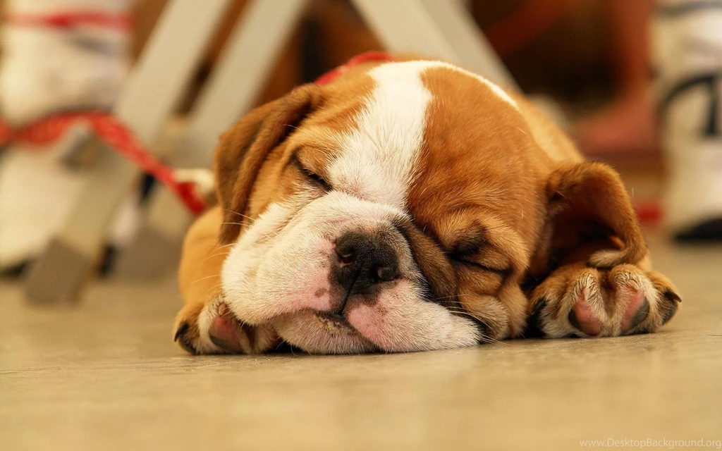 Sleeping Puppy Wallpapers