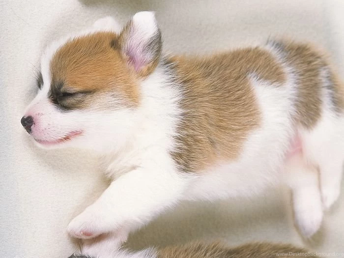 Photo: Dreaming Puppy Sleeping Welsh Corgi Puppy 1600*120047 ...