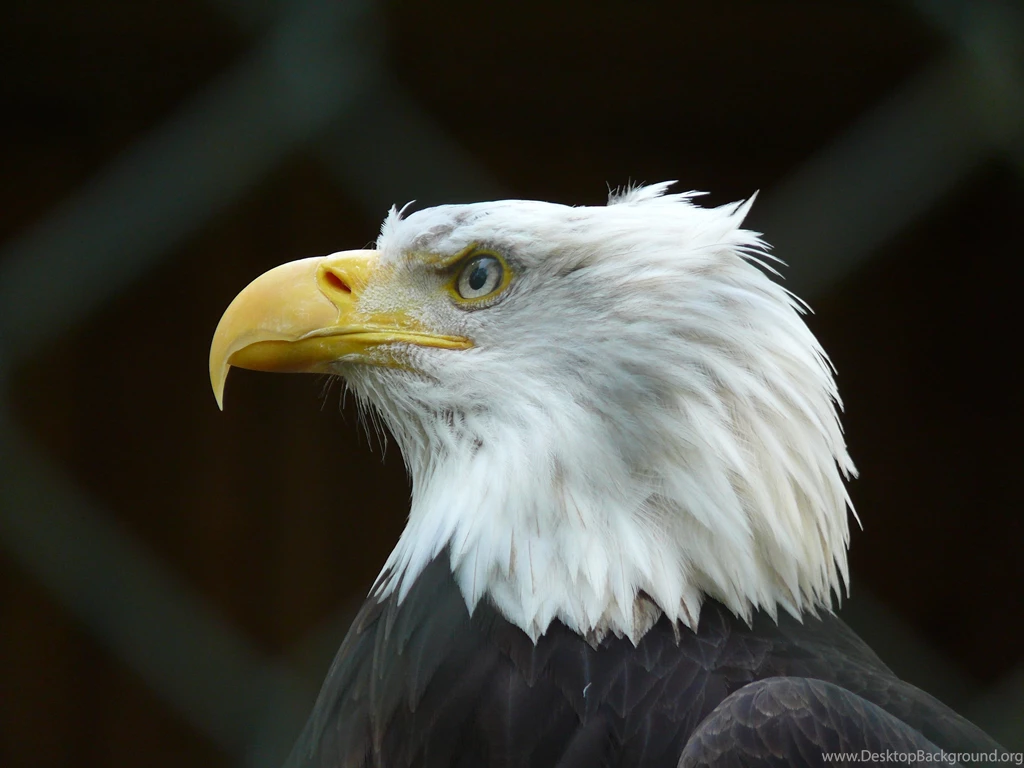 Bald Eagle HD Wallpapers