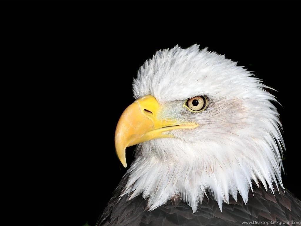 Bald Eagle HD Wallpapers 7148 1024x768 Px ~ WallpaperFort.com