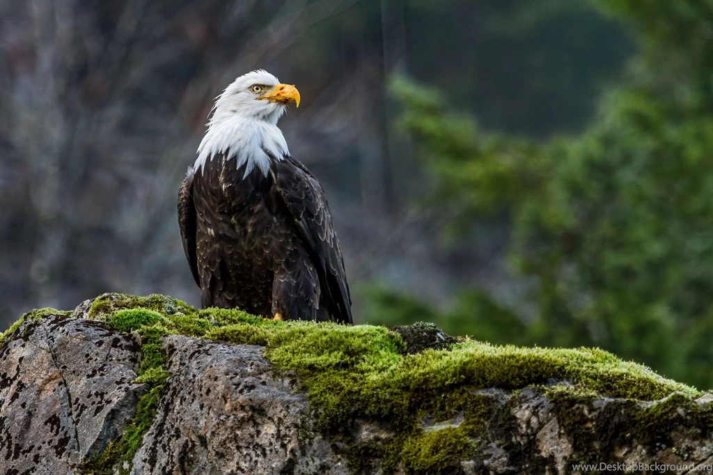 Desktop pictures of the bald eagle wallpaper.jpg