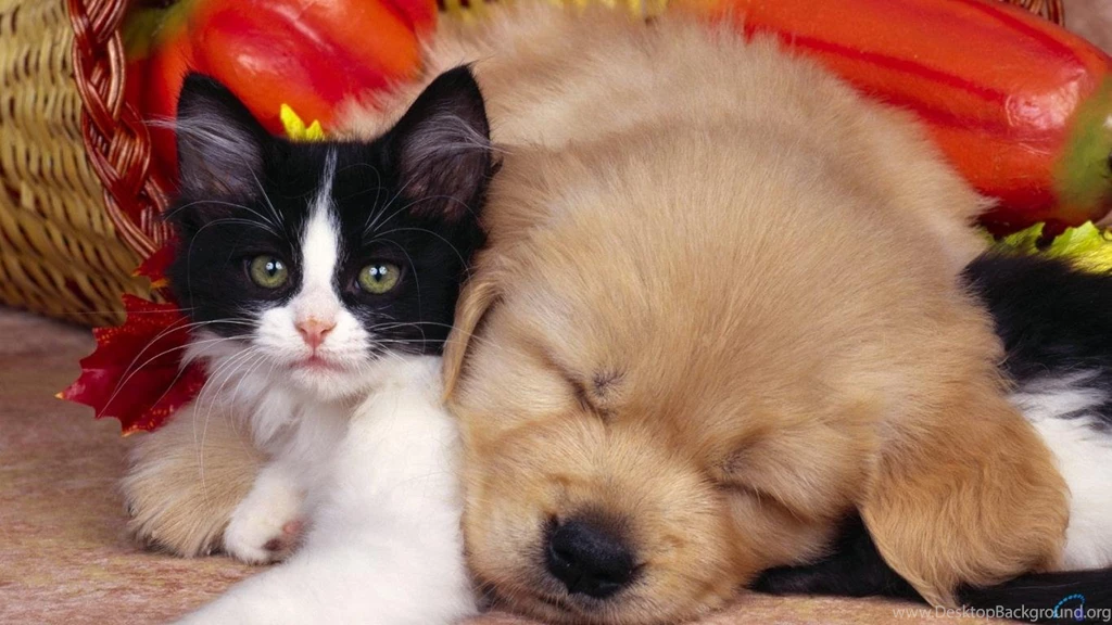 Download Wallpapers The Puppy Is Sleeping With A Kitten (1366 X 768 ...