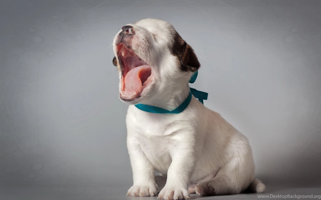 Cute Boy Beside His Dogs Sleeping Hd Wallpapers